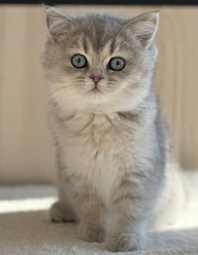 Blue Golden AY11 Shaded British Shorthair Imported Kitten