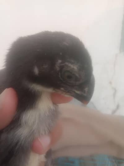 black dragon parrot beak contact 03439063395