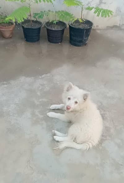 Russian puppy