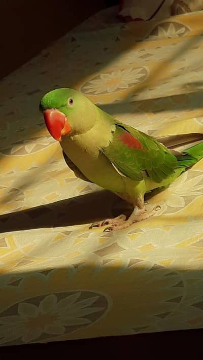 KASHMIRI RAW PARROT