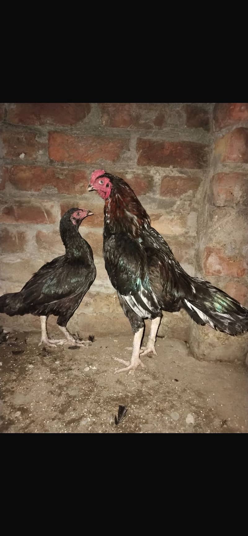 Aseel Pair 0