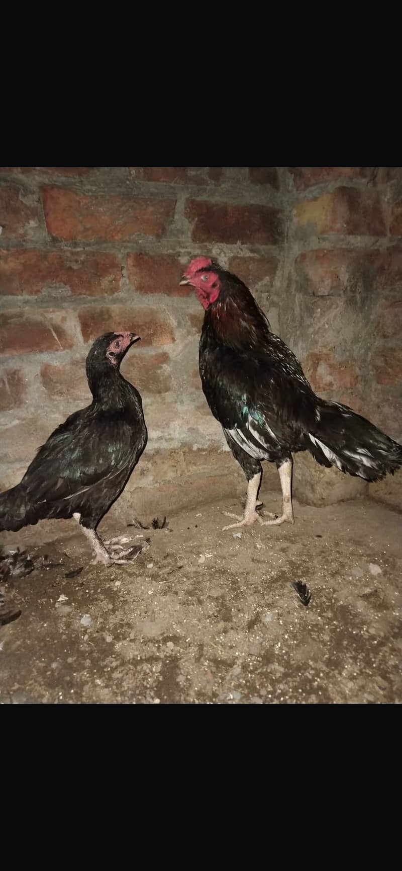 Aseel Pair 1