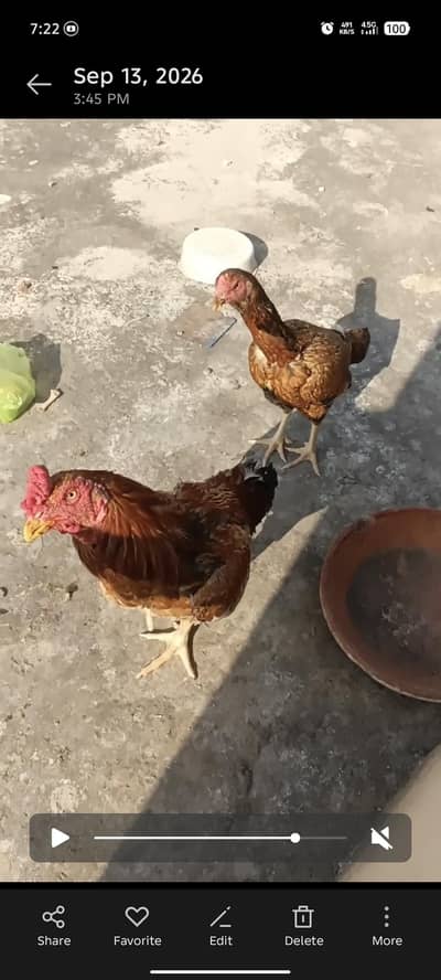 aseel pair for sale