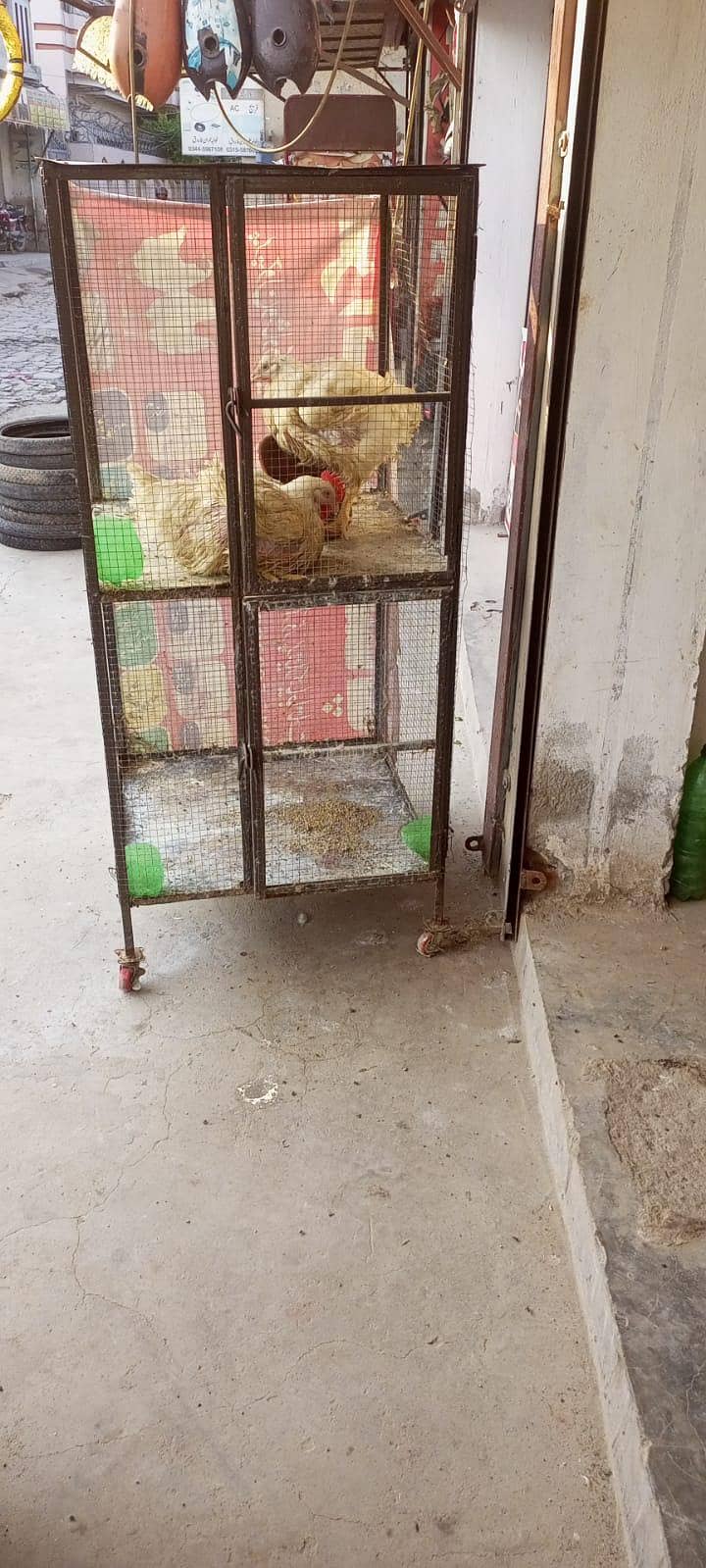 چکن کا چلتا کاروبار 4