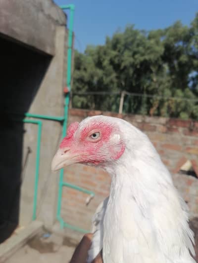 Heera aseel madi