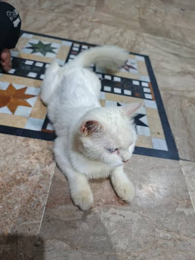 Persian Kitten for Sale 