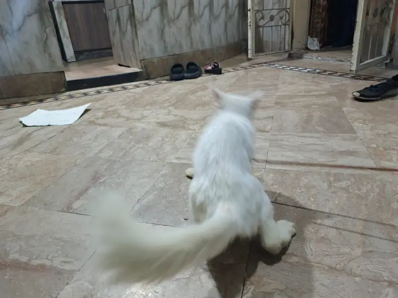 Persian Kitten for Sale  — photo 2
