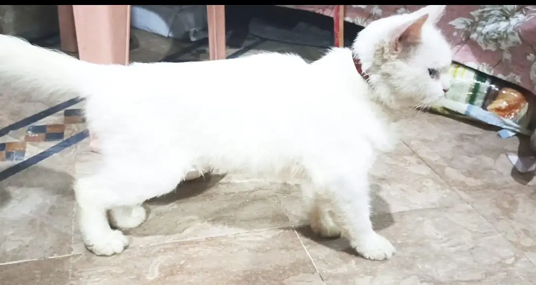 Persian Kitten for Sale  — photo 3