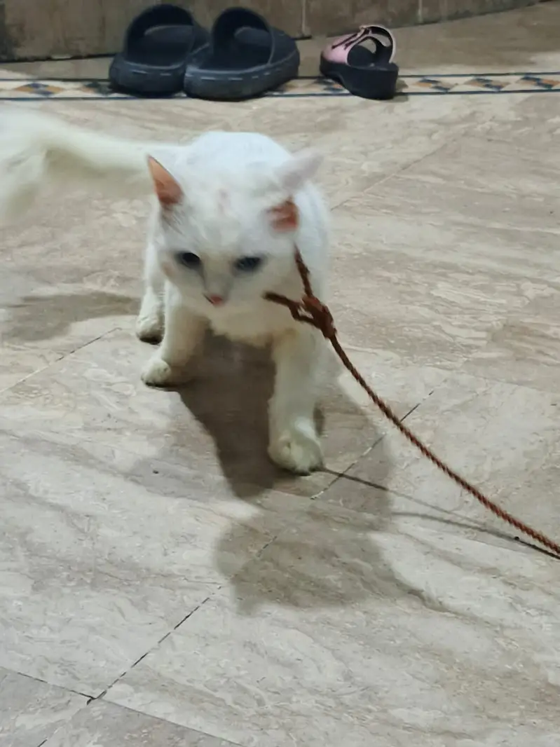Persian Kitten for Sale  — photo 5