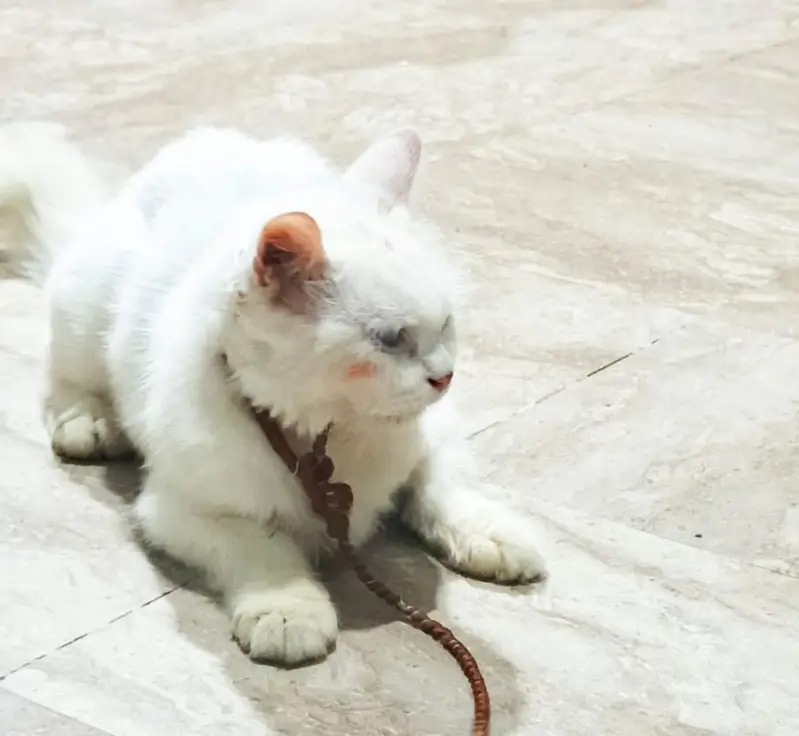 Persian Kitten for Sale  — photo 7