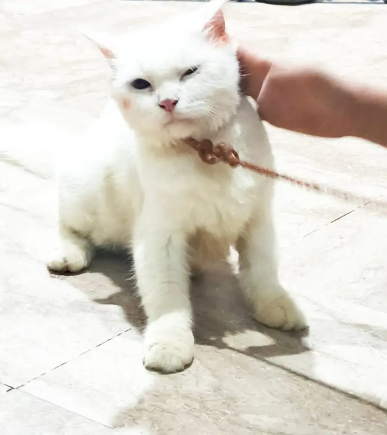 Persian Kitten for Sale  — photo 8