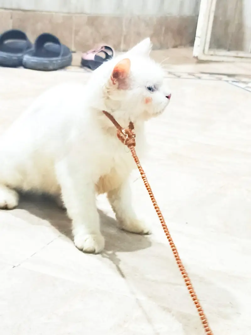 Persian Kitten for Sale  — photo 9