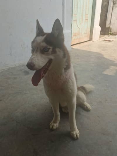 female Husky For Sale