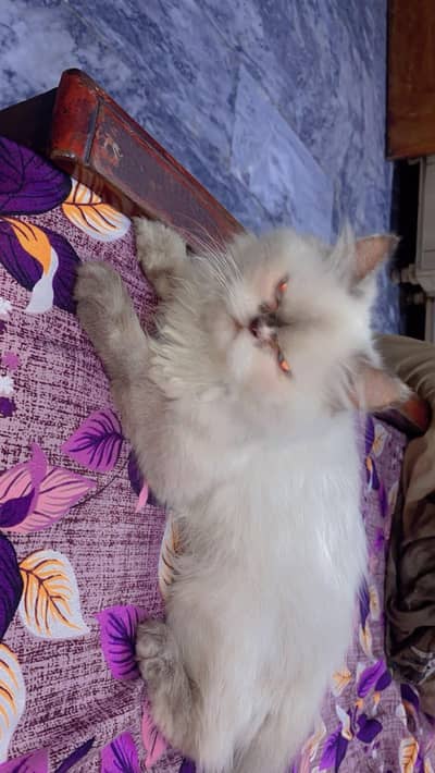 Bht he Piyari cat he Parsin Cat is ka washroom  Tup B sath he i