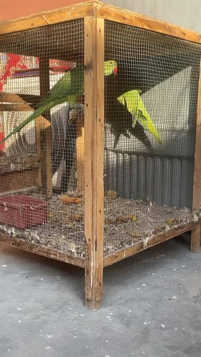Healthy Talking Ringneck Parrot (Mithu) For Sale With Cage