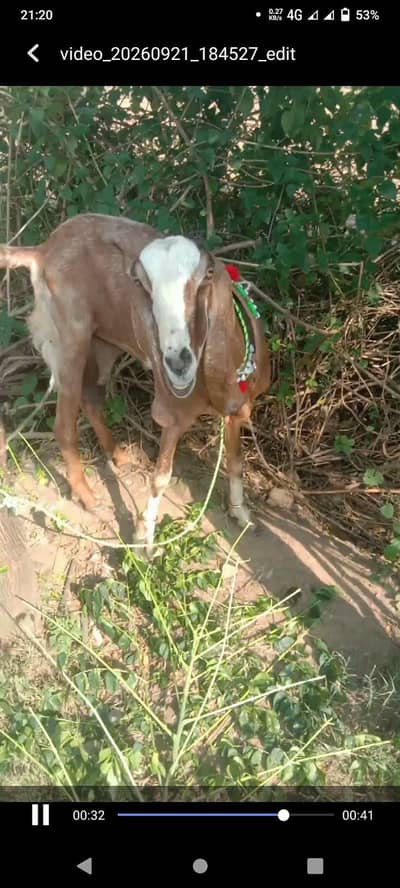 Goat with 8 days pair