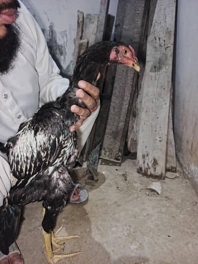 Aseel jora Bohat hi karaka h