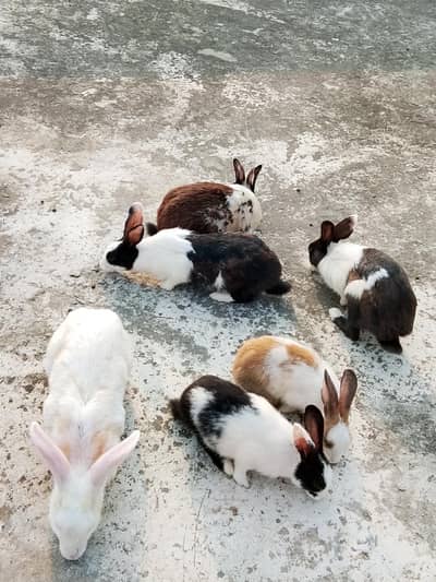 Rabbits