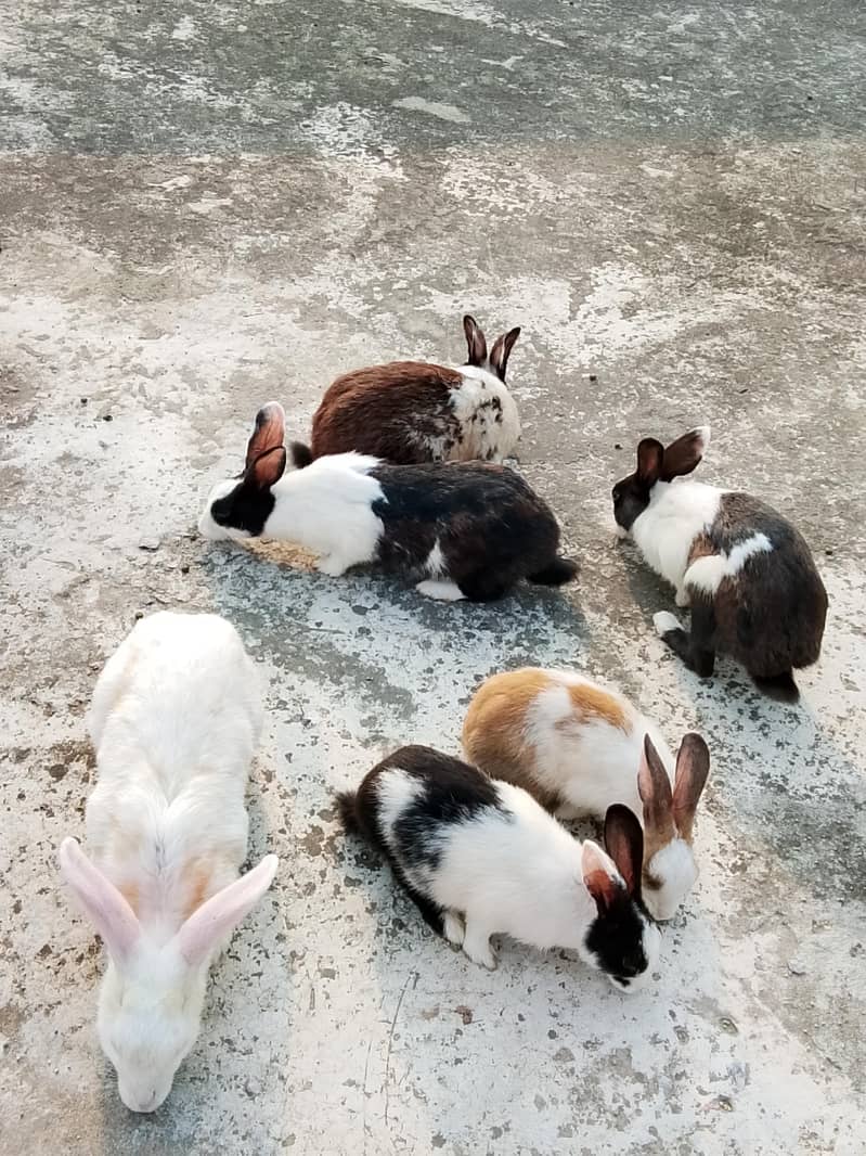 Rabbits 0