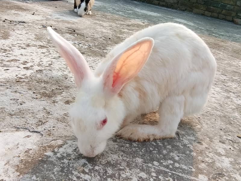 Rabbits 1