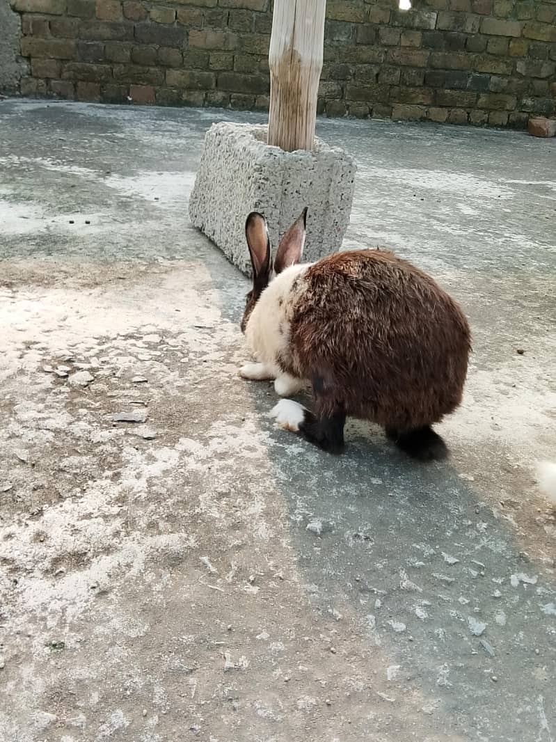 Rabbits 2