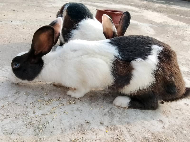 Rabbits 3