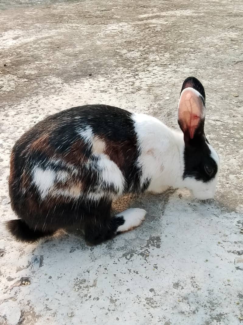 Rabbits 4