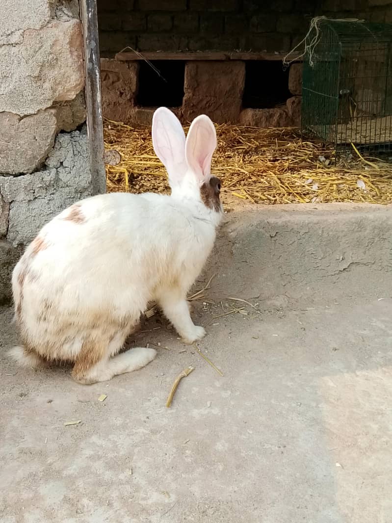 Rabbits 5