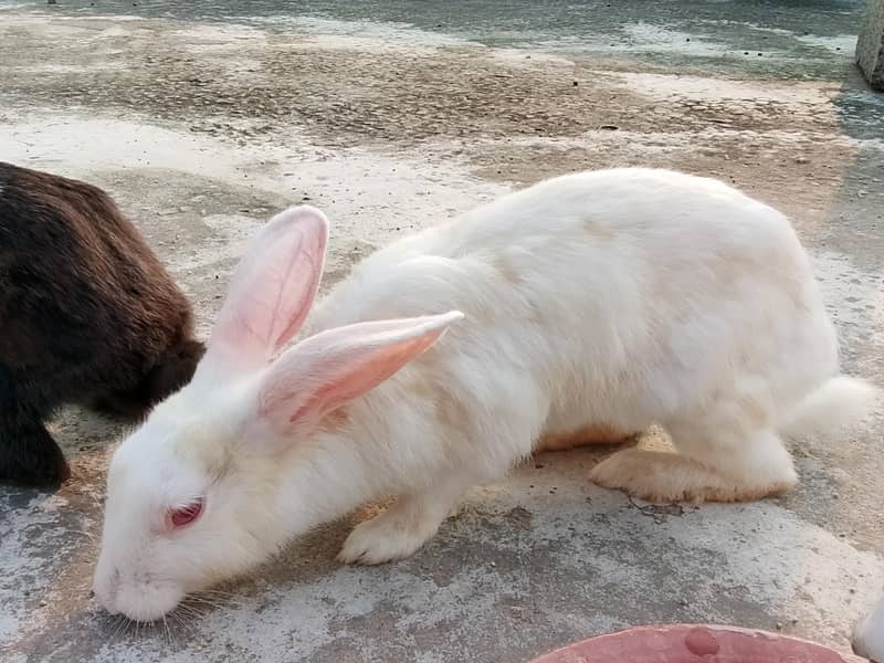 Rabbits 6
