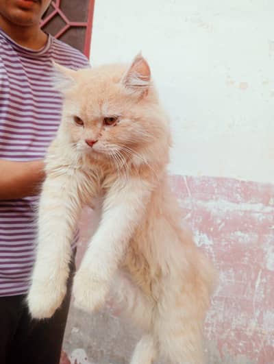 Cat For Sale