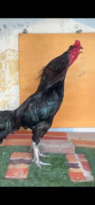Pure thai murga black eyes churas nalia full keel