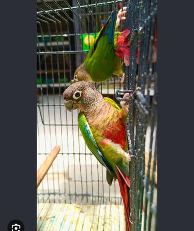 Green Check Yellow Sided Cnoure