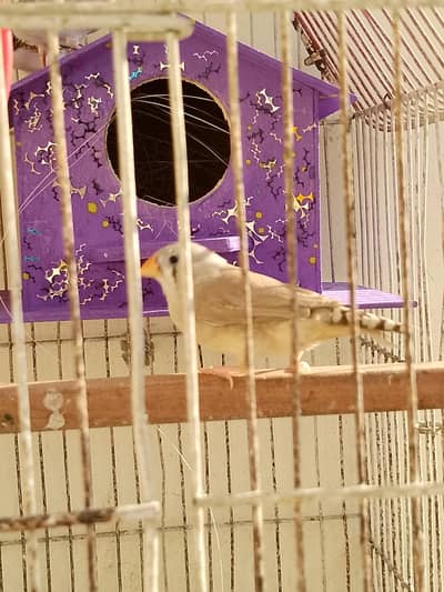 Fawn Finch for sell
