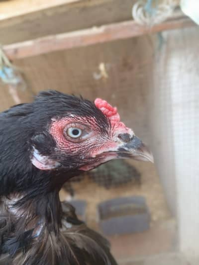 Healthy active black aseel mushki female for sale