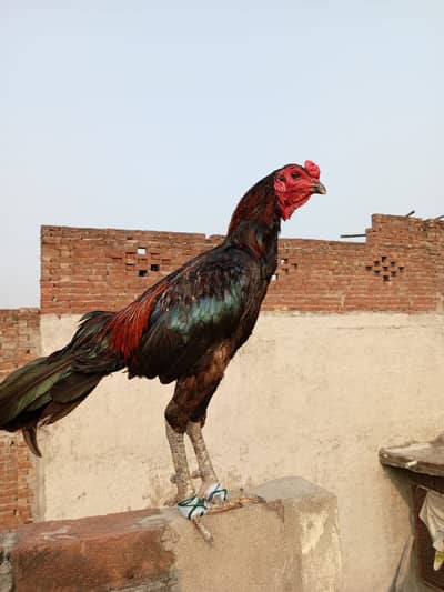 Burmese Pokia Rooster – Healthy & Active | For Sale