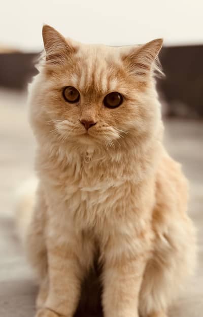 * Adorable 1-Year-Old Fawn Persian Male – For Sale