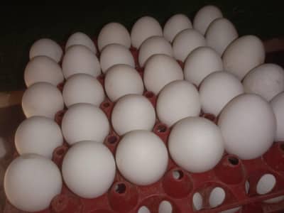 Fresh Farm Eggs for Sale – 240 Eggs Available
