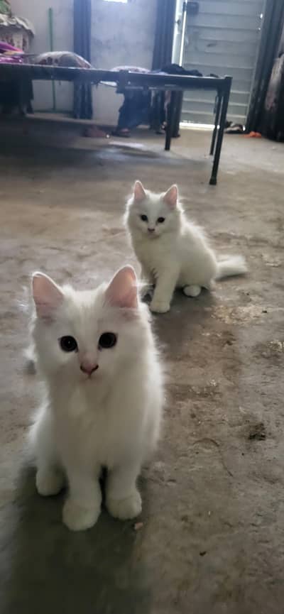 pure persian cats baby (FEMALES)