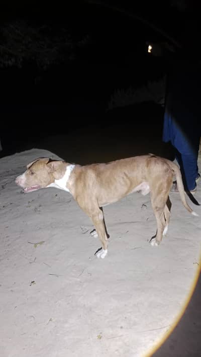 Healthy American Pitbull Terrier / Pitbull Mix for Sale