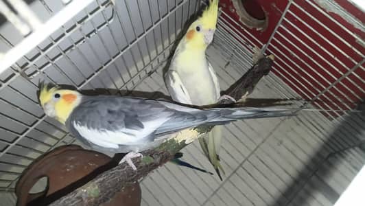 cocktail pair parrot
