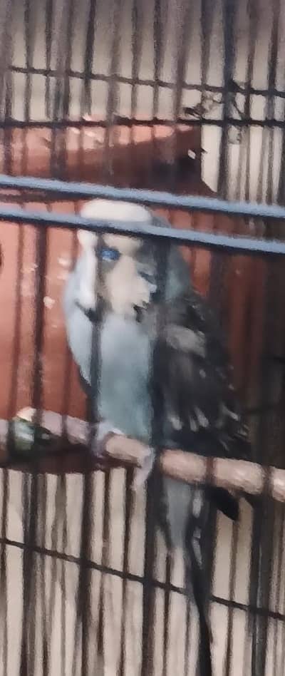 KingSized Exhibition Grey  Budgies Top Quality (Breeder Male)