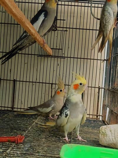 ADULT BREEDER COCKTAILS AVAILBLE FOR SALE