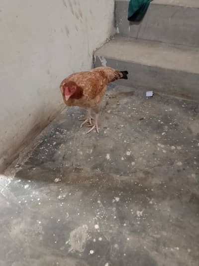 Healthy Aseel Cross / Desi Hens Pair