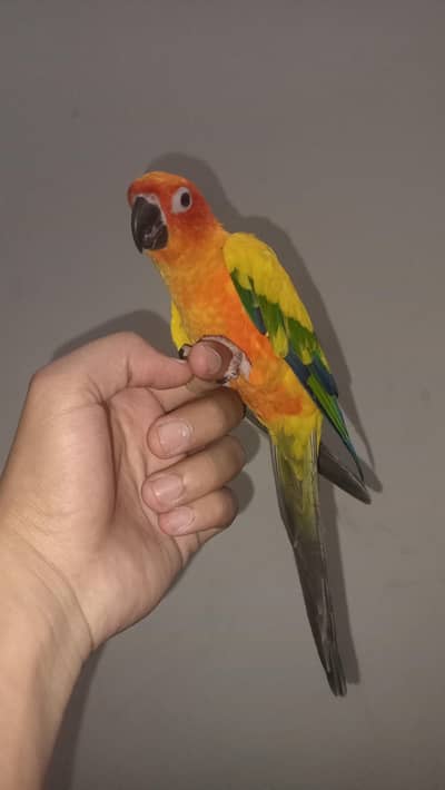 Sun conure Healthy and Active