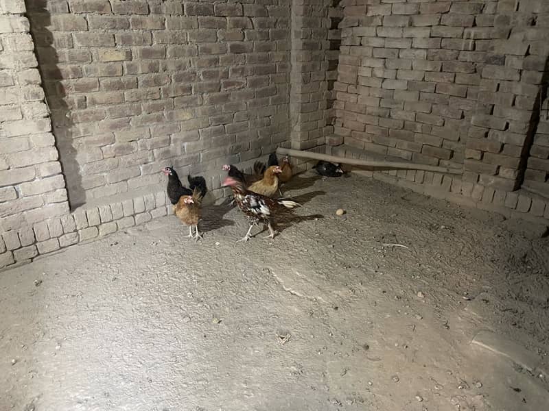 Hens 12 0