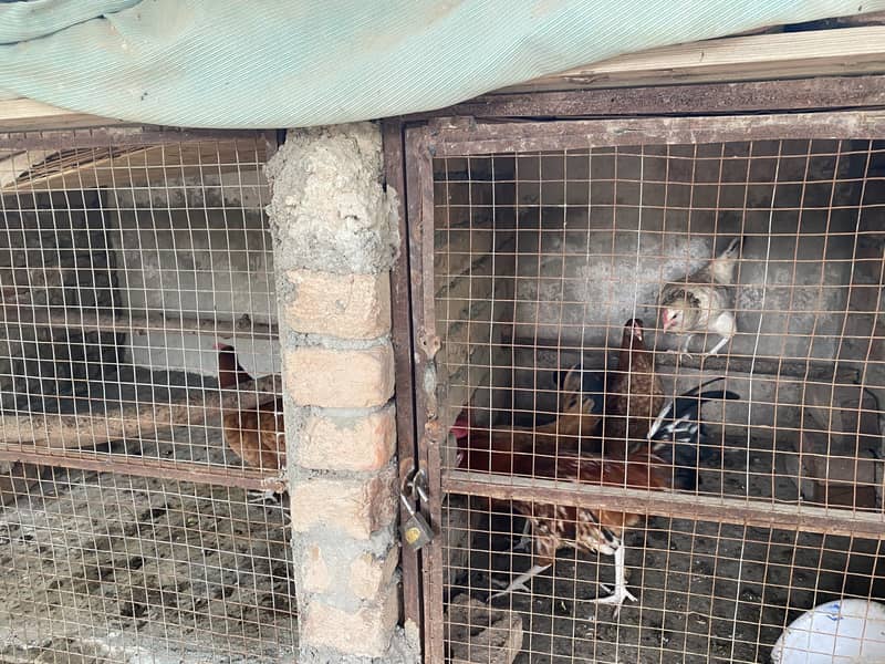Hens 12 1