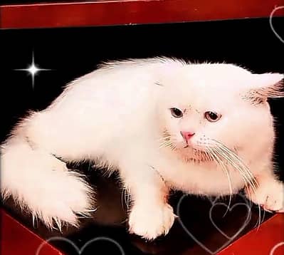 Persian Triple Coated Odd Eyes Semi Punch