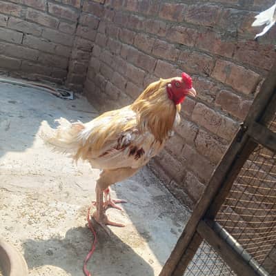 Miyawali aseel murga for sale in Lahore