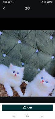 Persian cat for sale male or female my Whatsapp03=42=79=50=734