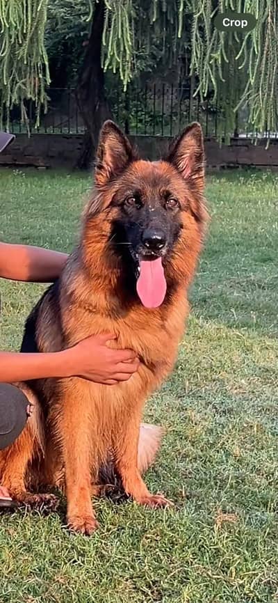 pedigree long coat German shepherd female